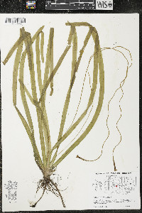 Vallisneria americana image