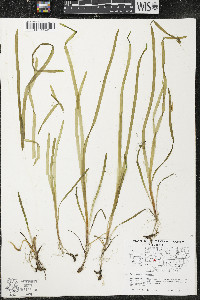 Vallisneria americana image