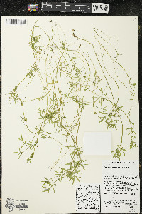 Floerkea proserpinacoides image