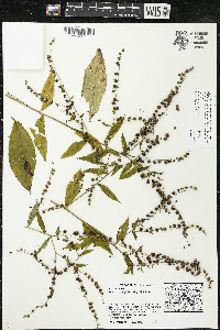 Hackelia virginiana image