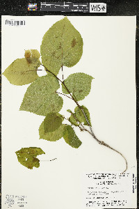 Tilia americana var. americana image
