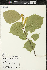 Tilia americana var. americana image