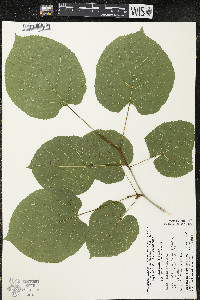 Tilia americana var. americana image