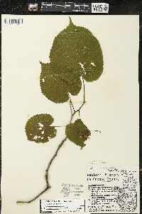 Tilia americana var. americana image