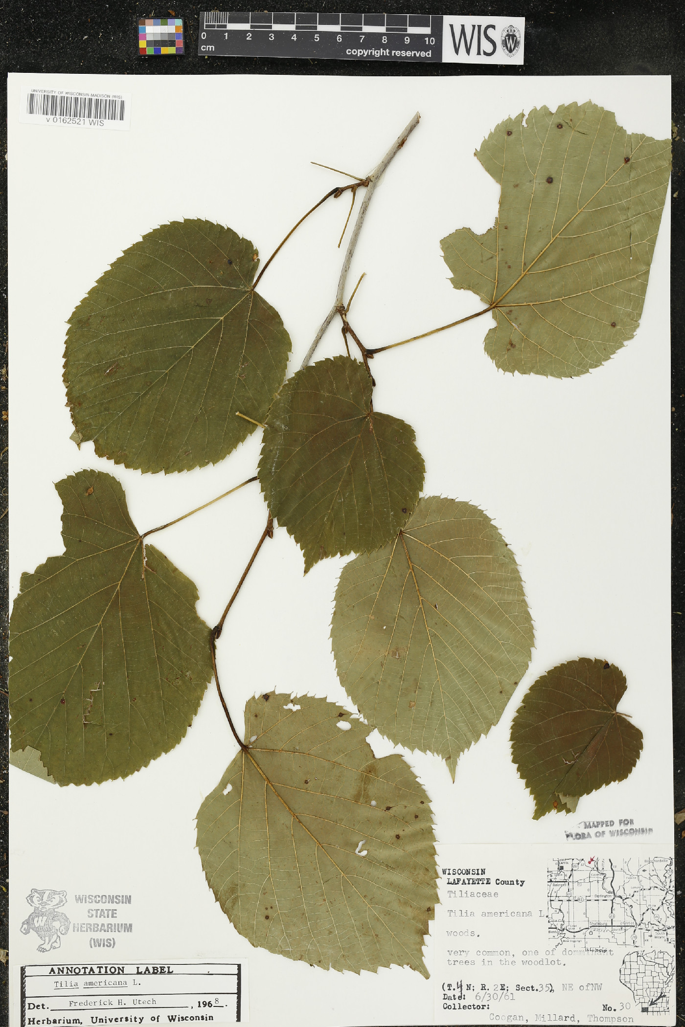 Tilia americana var. americana image