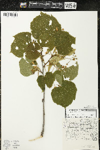 Tilia americana var. americana image