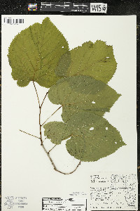 Tilia americana var. americana image
