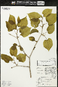 Tilia americana var. americana image