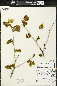 Tilia americana var. americana image