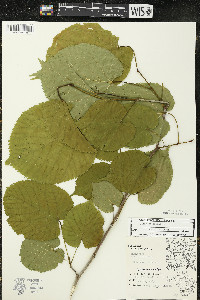 Tilia americana var. americana image