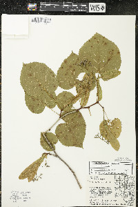 Tilia americana var. americana image