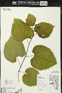 Tilia americana var. americana image