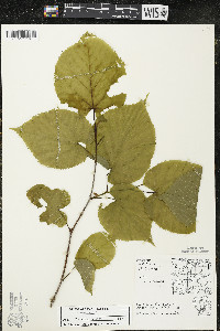 Tilia americana var. americana image