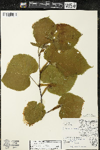 Tilia americana var. americana image