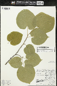 Tilia americana var. americana image