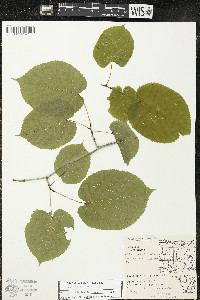 Tilia americana var. americana image