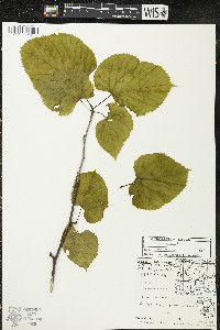 Tilia americana var. americana image
