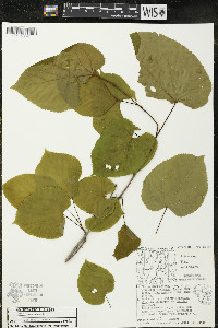 Tilia americana var. americana image