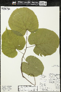 Tilia americana var. americana image
