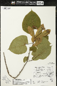 Tilia americana var. americana image