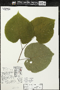 Tilia americana var. americana image