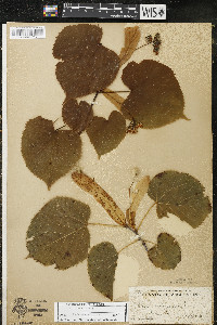 Tilia americana var. americana image