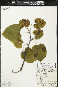 Tilia americana var. americana image