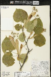 Tilia americana var. americana image