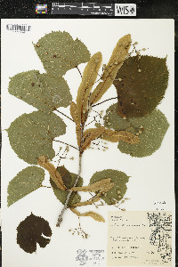 Tilia americana var. americana image