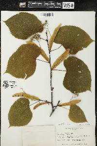 Tilia americana var. americana image