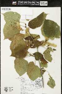 Tilia americana var. americana image