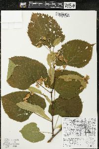 Tilia americana var. americana image