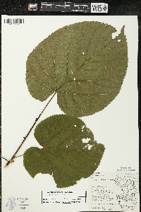 Tilia americana var. americana image
