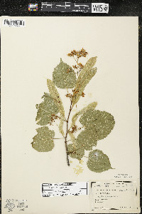 Tilia americana var. americana image