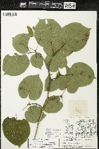 Tilia americana var. americana image