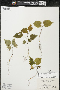 Tilia americana var. americana image