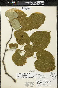 Tilia americana var. americana image