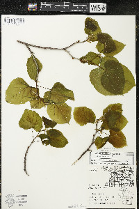 Tilia americana var. americana image