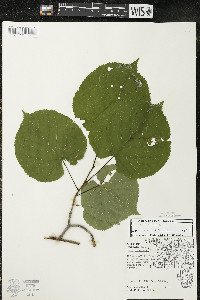 Tilia americana var. americana image