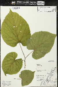 Tilia americana var. americana image