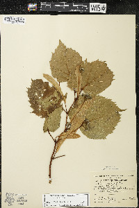 Tilia americana var. americana image