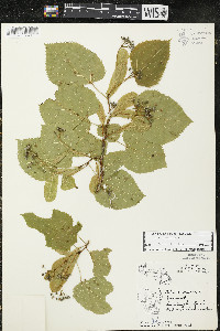 Tilia americana var. americana image