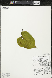 Tilia americana var. americana image