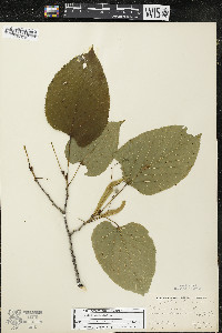 Tilia americana var. americana image