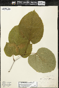Tilia americana var. americana image