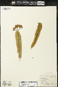 Tilia americana var. americana image