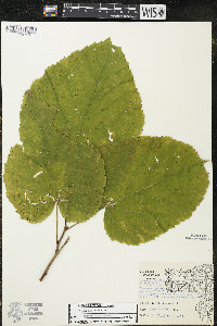 Tilia americana var. americana image