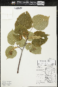 Tilia americana var. americana image