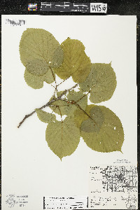 Tilia americana var. americana image
