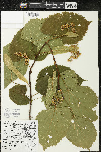 Tilia americana var. americana image